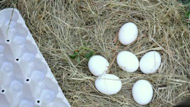 Elleri ile Adam saman veya tavuk tünek beyaz yumurta toplamak ve yumurta için bir karton içine katlar.