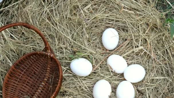 Человек Руками Собирает Белые Яйца Соломе Курином Петухе Складывает Плетеную — стоковое видео