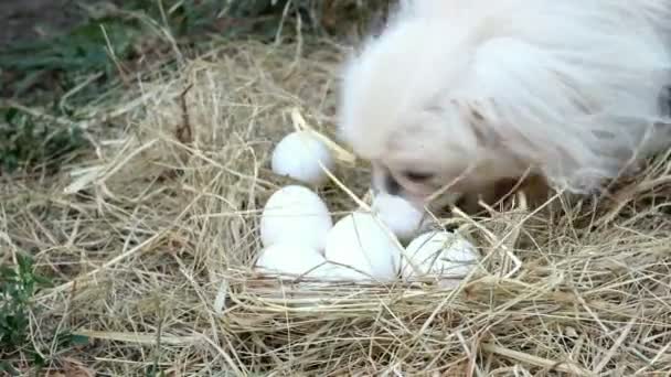 Man Met Zijn Handen Verzamelen Witte Eieren Het Stro Kip — Stockvideo