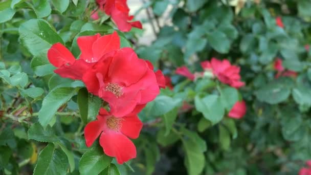 Flores Vermelhas Selvagens Crescem Campo Prado Foco Seletivo Close — Vídeo de Stock