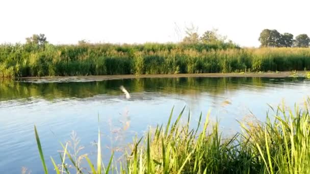 Small Lake Light Ripples Waves Surrounded Reeds Birds Fly Lake — Stock Video
