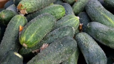 Sokak pazarında salatalık ile vitrin. Close. Dükkanın sebzeleri. Şehirde sokakta spontane pazar. Çiftlik pazarı. Gıda arka plan.