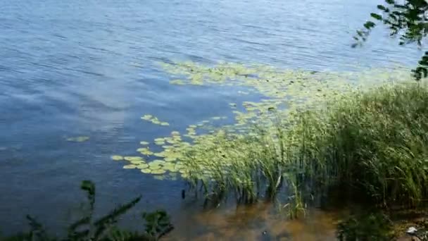 Spokojna scena nad rzeką lub jeziorem. Brzeg, wyhodowane z Stroiki i lilie, mała fala i lekki wiatr. — Wideo stockowe