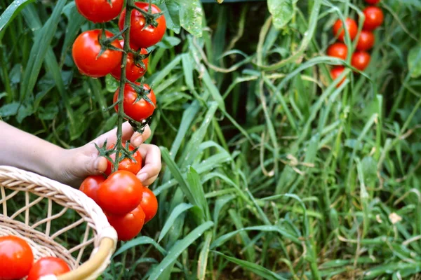 Child hand tearing off tomato and folds it into wicker basket. R — Stock Photo, Image