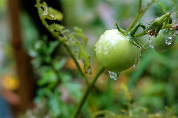 Wet green unripe tomato hangs on a branch after rain or watering — Stock Photo, Image