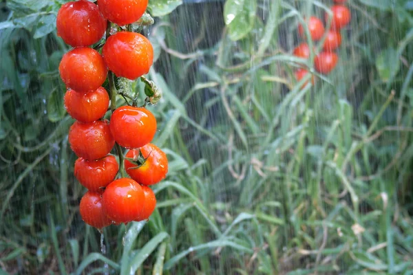 Cespuglio di pomodori rossi sotto getti di pioggia, appeso su un ramo in gar — Foto Stock
