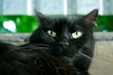 siyah kedi nin kafasını yana doğru büken kayıp portresi