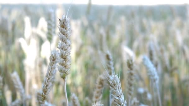 麦田。成熟的小麦、黑麦或其他谷类植物的耳朵，在风中摆动在田野上。丰收或农业生产的概念。选择性聚焦。特写. — 图库视频影像