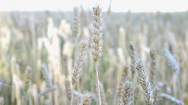 Buğday tarlası. Olgunlaşan buğday, çavdar veya diğer tahıl bitkikulakları, sahada rüzgarsallanan. Zengin hasat veya tarımsal üretim kavramı. Seçici odak. Close. — Stok video