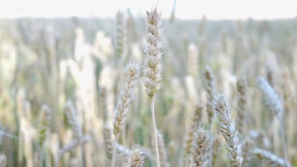 Champ de blé. Oreilles de blé à maturité, de seigle ou d'autres plantes céréalières, oscillant dans le vent sur le champ. Concept de récolte riche ou de production agricole. Concentration sélective. Gros plan . — Video