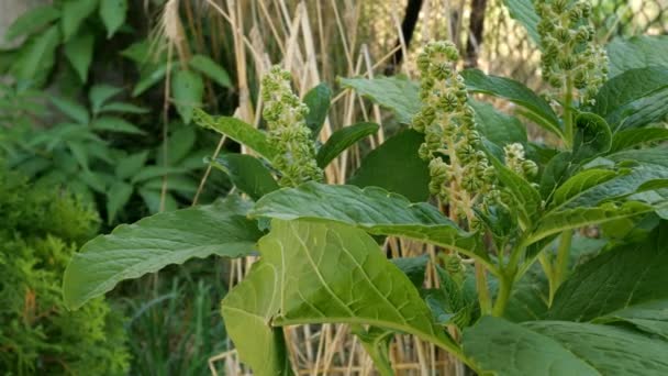 Lakonos Amerika atau semak Phytolacca americana dengan daun dan buah yang belum matang tumbuh di kebun atau di halaman belakang dan bergoyang di angin. Fokus selektif . — Stok Video