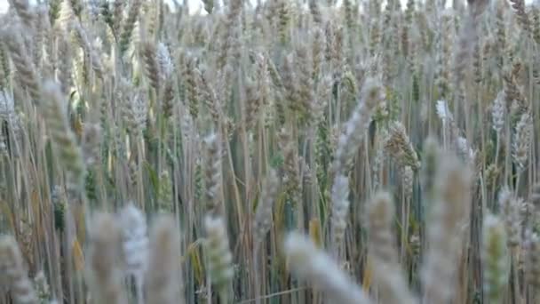 Пшеничное поле. Уши зрелой пшеницы, ржи или другого зернового растения, раскачивающиеся на ветру по полю. Концепция богатого урожая или сельскохозяйственного производства. Выборочный фокус. Средний план . — стоковое видео