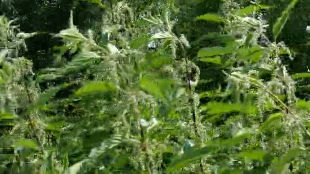 Nettle. Ramuan sehat. Daun jelatang muda atau dioika Urtica pada musim semi di bawah sinar matahari. Ramuan medis dalam pengobatan klasik dan alternatif. Fokus selektif . — Stok Video