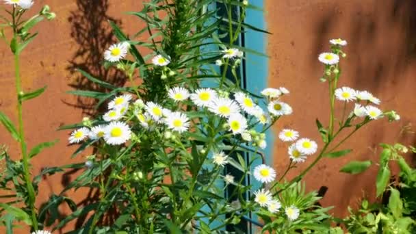 Manzanilla, margaritas y otras flores silvestres crecen en el fondo cubierto de vegetación viejas puertas de metal oxidado y balanceo en el viento. Enfoque selectivo . — Vídeo de stock