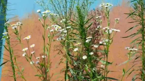 Manzanilla, margaritas y otras flores silvestres crecen en el fondo cubierto de vegetación viejas puertas de metal oxidado y balanceo en el viento. Enfoque selectivo . — Vídeos de Stock