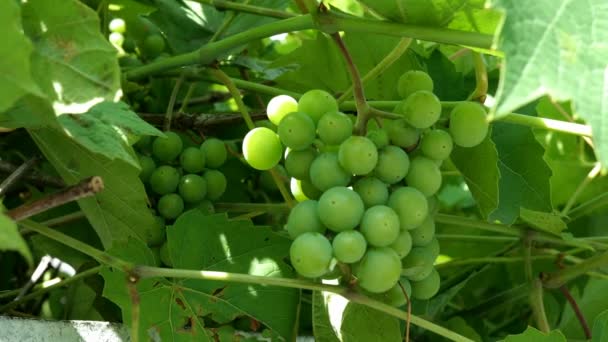 Omogna gröna druvor. Små gäng omogna vita vindruvor hänga från vinstockar med gröna blad och gungar i vinden. Natur bakgrund. Vin druvor skörd koncept. Selektivt fokus. — Stockvideo