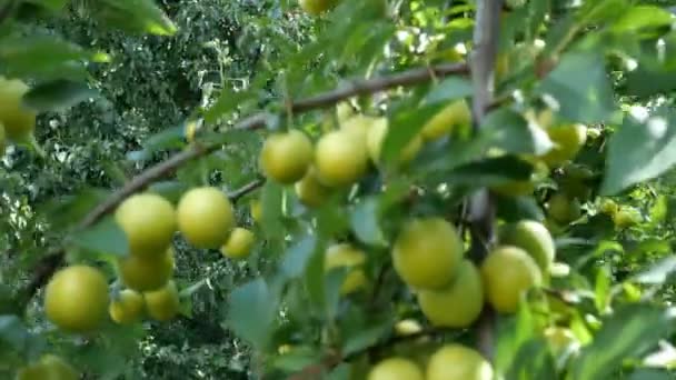 Trädgren med frukter. Rikligt omogna frukter körsbär plommon gröna färger på grenarna av ett träd vajande i vinden i trädgården på soliga dagen. Selektivt fokus. Närbild. — Stockvideo