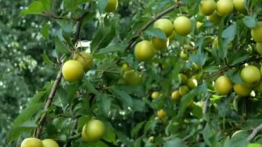 Meyveli ağaç dalı. Bol olgunlaşmamış meyve kiraz erik yeşili renkler güneşli bir günde bahçede rüzgar sallanan bir ağacın dalları üzerinde. Seçici odak. Close.