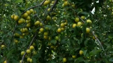 Meyveli ağaç dalı. Bol olgunlaşmamış meyve kiraz erik yeşili renkler güneşli bir günde bahçede rüzgar sallanan bir ağacın dalları üzerinde. Seçici odak. Orta plan.