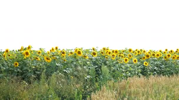 太陽の明るいバックライトと明るい晴れた夏の日に咲くヒマワリ畑。農業の花の背景。全体的な計画. — ストック動画
