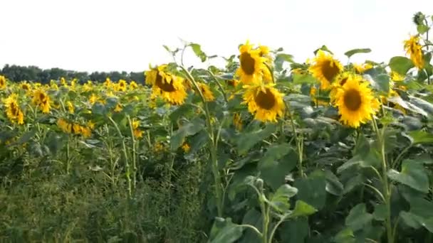Bloeiende zonnebloemen veld op heldere zonnige zomerdag met de zon heldere achtergrondverlichting. Agrarische bloem achtergrond. Gemiddeld plan. — Stockvideo