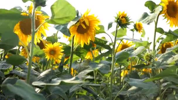 햇볕이 잘 드는 화창한 여름날에 태양이 밝은 백라이트와 함께 피는 해바라기 필드. 농업 꽃 배경입니다. 평균 플랜. — 비디오