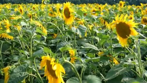 Blühendes Sonnenblumenfeld an einem strahlend sonnigen Sommertag mit der Sonne im Hintergrund. landwirtschaftliche Blume Hintergrund. Durchschnittlicher Plan. — Stockvideo