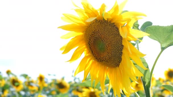 Bloeiende zonnebloemen veld op heldere zonnige zomerdag met de zon heldere achtergrondverlichting. Agrarische bloem achtergrond. Close-up. — Stockvideo