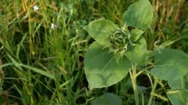 Büyüyen ayçiçeği, Helianthus annuus. Yeşil yaprakları ile ayçiçeği unblown yeşil tomurcuk. Genç çiçeklenme. Yeşil çimenlerin önü.