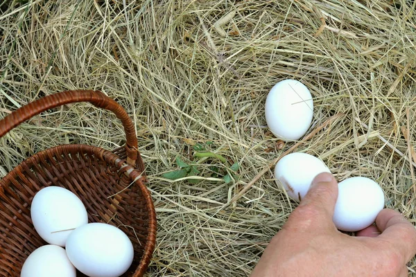 Man with his hands collect white eggs in the straw or on the chi