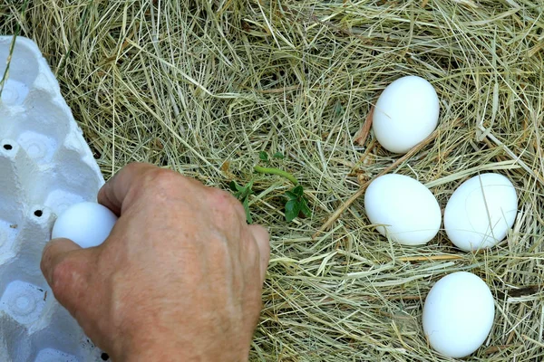 Man with his hands collect white eggs in the straw or on the chi