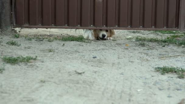 Muzzle of angry mongrel dog on the chain barks loudly and guards from under iron gate into her yard. — Stock Video