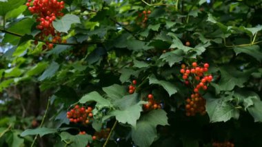 Viburnum meyveleri veya Viburnum opulus kümeleri ile Dal. Sulu kırmızı meyveler ve yeşil yapraklar bir ağacın dallarında asılı.