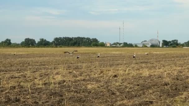 Big group storks or Ciconia ciconia walking on farm field looking and searching food in natural habitat. Storks walk through a plowed field. — Stock Video