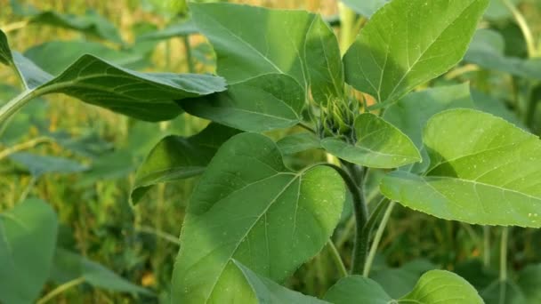 Groeiende zonnebloem, Helianthus annuus. Ongeblazen groene knop van zonnebloem met groene bladeren. Jonge bloeiwijze. Selectieve focus. — Stockvideo