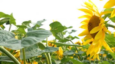 Güneş parlak arka plan ile parlak güneşli yaz gününde Blooming ayçiçeği alanı. Tarımsal çiçek arka planı.