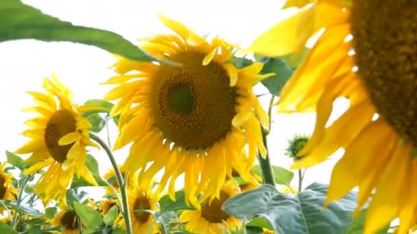 Champ de tournesols en fleurs lors d'une journée d'été ensoleillée avec le soleil rétro-éclairage lumineux. Fond de fleur agricole .