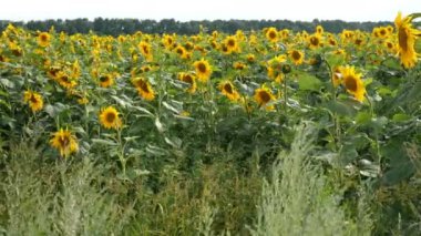 Güneş parlak arka plan ile parlak güneşli yaz gününde Blooming ayçiçeği alanı. Tarımsal çiçek arka planı.