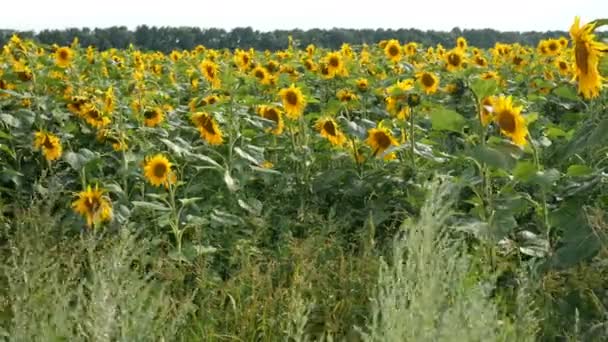 太陽の明るいバックライトと明るい晴れた夏の日に咲くヒマワリ畑。農業の花の背景. — ストック動画