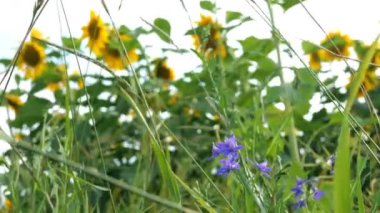 Güneş parlak arka plan ile parlak güneşli yaz gününde Blooming ayçiçeği alanı. Tarımsal çiçek arka planı.