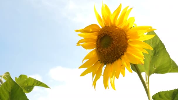 Ανθισμένη ηλιοτρόπιο πεδίο σε φωτεινή ηλιόλουστη θερινή ημέρα με τον ήλιο φωτεινό οπίσθιο φωτισμό. Γεωργικό λουλούδι φόντο. — Αρχείο Βίντεο
