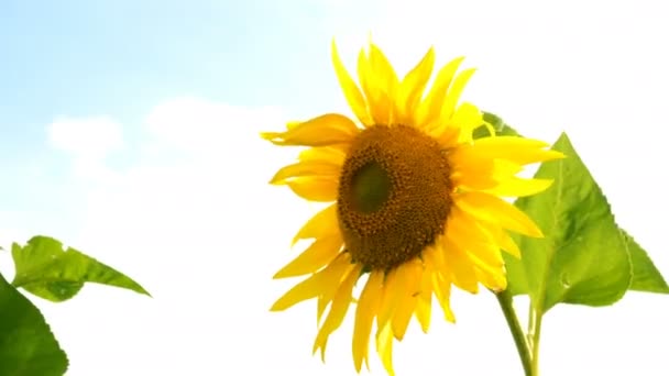 Blooming sunflowers field at bright sunny summer day with the sun bright backlight. Agricultural flower background. — Stock Video