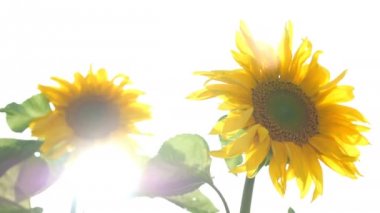 Güneş parlak arka plan ile parlak güneşli yaz gününde Blooming ayçiçeği alanı. Tarımsal çiçek arka planı.