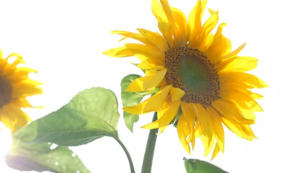 Campo de girasoles floreciente en el día soleado brillante del verano con la contraluz brillante del sol. Fondo de flores agrícolas . — Vídeos de Stock