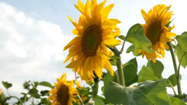 Champ de tournesols en fleurs lors d'une journée d'été ensoleillée avec le soleil rétro-éclairage lumineux. Fond de fleur agricole .