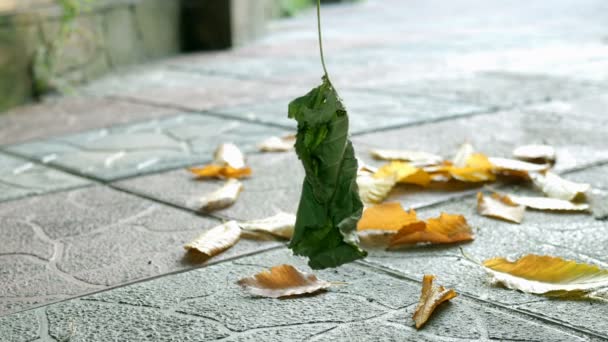 Зелене сухе осіннє листя пливе у дворі або на вулиці міста, на тлі тротуарної плитки і впало жовте листя. Осіння концепція. Вибірковий фокус . — стокове відео