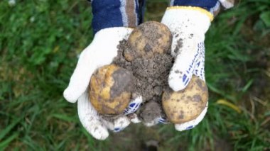 Sebze bahçesinde sonbahar hasat. Elinde birkaç taze kirli organik patates tutan bez eldiven çiftçi eller. Sadece yerden çıktı. Seçici odak.