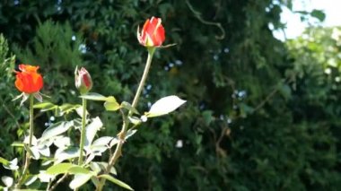 Kırmızı güller Bush yeşil yaprakları yeşil bir hedge karşı hafif bir rüzgarda sways. Ortalama plan. Seçici odak.