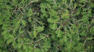 Evergreen konifer. Çam veya köknar dalları soyut arka plan. İğne ile. Close. Seçici odak.