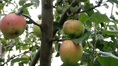 Elma bahçesinde dallarda asılı büyük yeşil elma. Dal üzerinde asılı olgun meyveler.